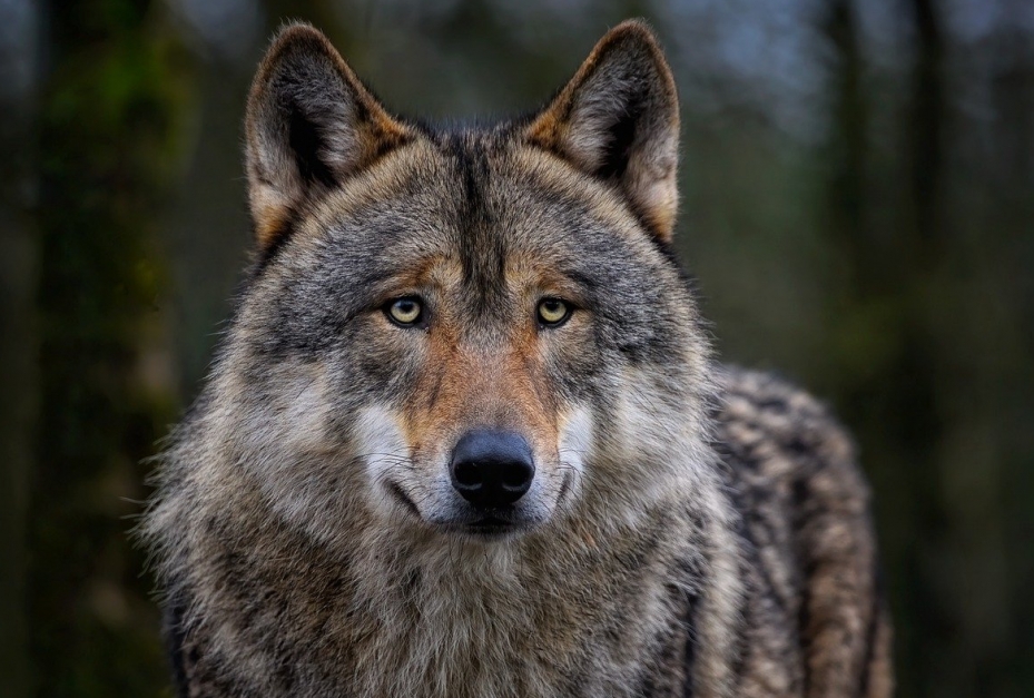 Spotkanie z wilkiem na przedmieściach Poznania wywołuje niepokój