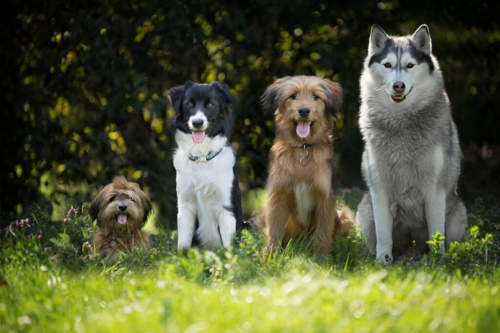 Weekend pełen atrakcji dla miłośników psów na Cytadeli: Retransmisja zawodów "Latające psy" i edycja programu "Kejter też poznaniak"