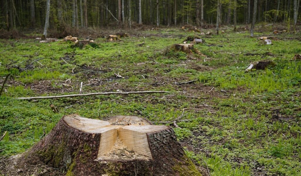 Poznań: Wycięto prawie 2 tys. drzew, a w zamian miasto otrzymało miliony złotych. Niepewność co do przyszłych nasadzeń